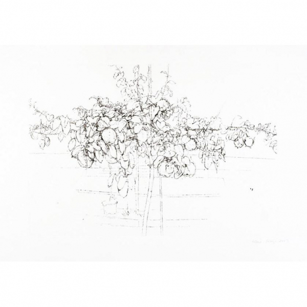 Antonio López. "Árbol Frutal (2007)". Aguafuerte y punta seca sobre papel Somerset Satin White, 300 gr. Firmado