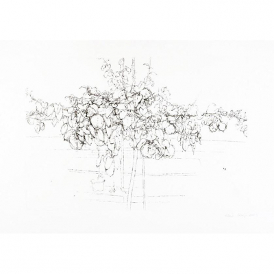 Antonio López. &quot;Árbol Frutal (2007)&quot;. Aguafuerte y punta seca sobre papel Somerset Satin White, 300 gr. Firmado  
