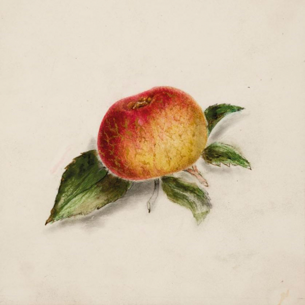 Escuela Espa&ntilde;ola S. XVIII-XIX. "Estudio de manzana". L&aacute;piz y pastel sobre papel.