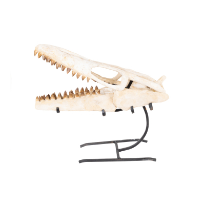 Cabeza de Mososaurio fosilizada, reptil marino extinto en el per&iacute;odo Cret&aacute;cico (100-66 millones de a&ntilde;os).