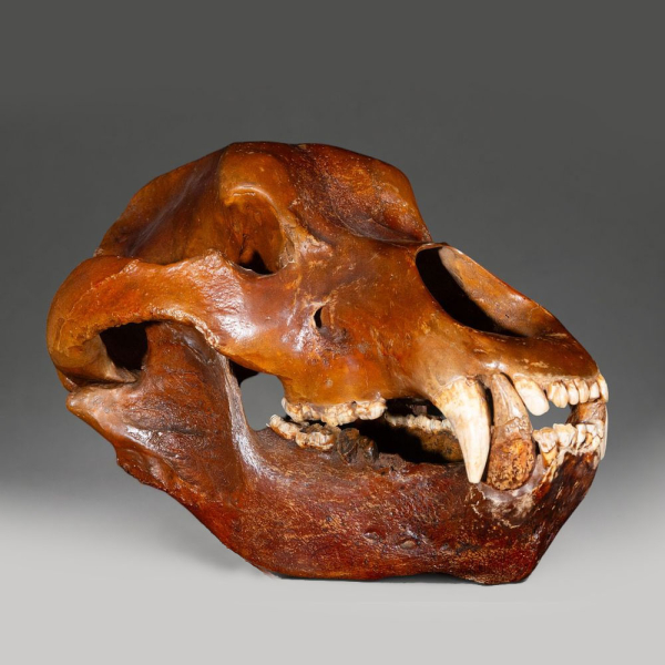 Muy raro cr&aacute;neo completo f&oacute;sil de Oso de las Cavernas (Ursus spelaeus), Ruman&iacute;a (Pleistoceno superior) 