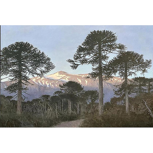 Guillermo Muñoz Vera.   "Araucarias de Conguillio". Óleo y acrílico sobre lienzo adherido a tabla. Firmado
