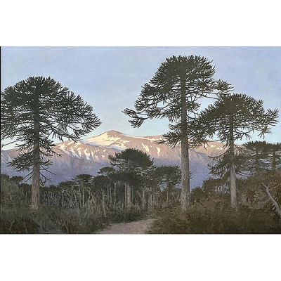 Guillermo Muñoz Vera.   &quot;Araucarias de Conguillio&quot;. Óleo y acrílico sobre lienzo adherido a tabla. Firmado