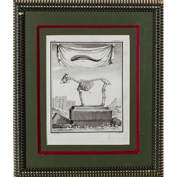 Deseve según Baquoy - Grabados