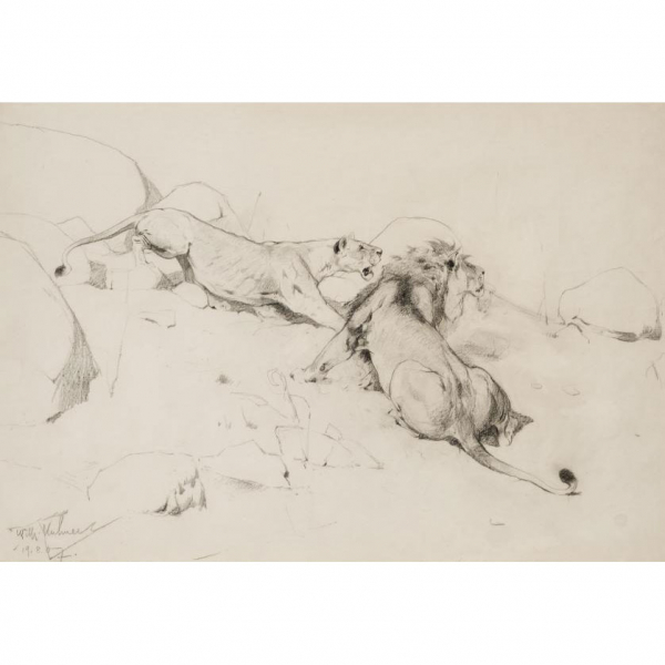 Wilhelm Kuhnert.   "Leona y león". Dibujo a lápiz sobre papel.  