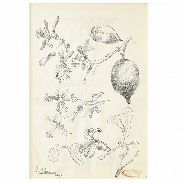 Benjamín Palencia (1894-1980) &quot;Ramas de limonero&quot;, 1972. Tinta sobre papel. Firmado 