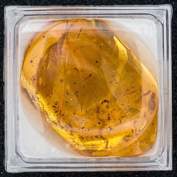 Ámbar de Santo Domingo de 12,25 cts. con inclusión de miriápodo (Ciempiés).