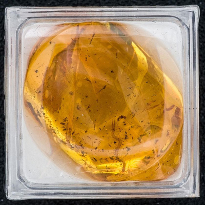 Ámbar de Santo Domingo de 12,25 cts. con inclusión de miriápodo (Ciempiés).