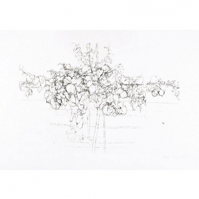 Antonio López. &quot;Árbol Frutal (2007)&quot;. Aguafuerte y punta seca sobre papel Somerset Satin White, 300 gr.