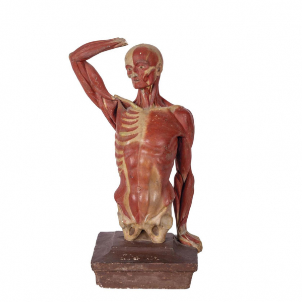 Escultura para estudio anat&oacute;mico masculino realizada en escayola pintada. Posiblemente Italia, Bolonia, S. XIX.