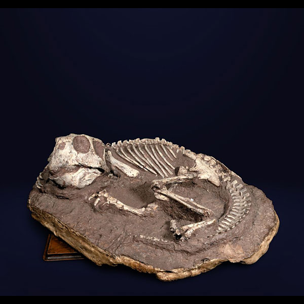Inédito Esqueleto Fosilizado de DINOSAURIO "PITTACOSAURUS"" ARQUEOLOGÍA - CIENCIAS NATURALES.